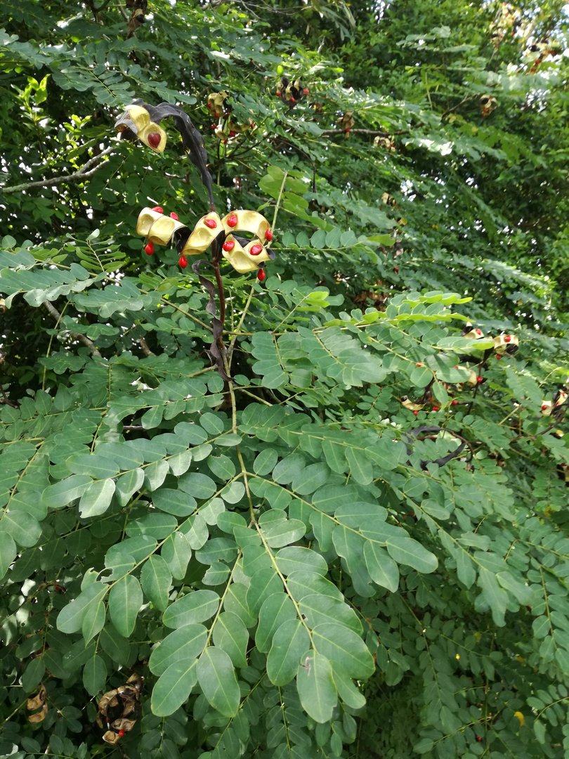 Coral, Coralitos - Vista 2